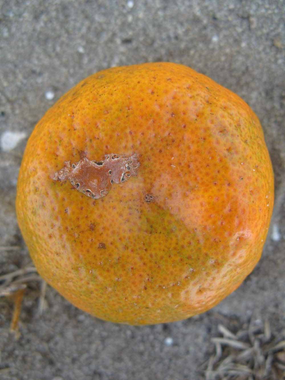              Fruit (Winter Haven, FL)       